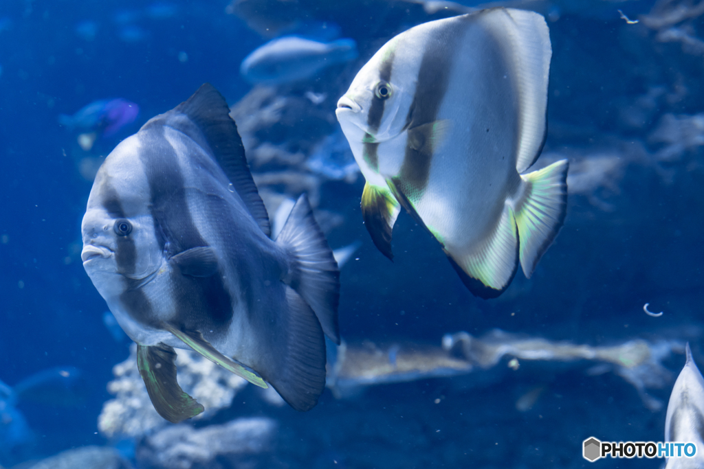 EOS 7D Mark II_0953名古屋港水族館 