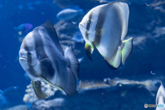 EOS 7D Mark II_0953名古屋港水族館 