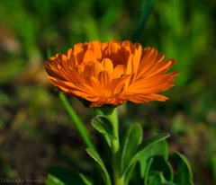 _DSC1113