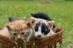 子猫の兄弟 カメラ目線