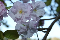 ぼたん桜