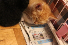 ねむ〜いとらちゃん  新聞の猫とコラボ？？