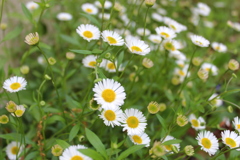 庭に咲いていた野草