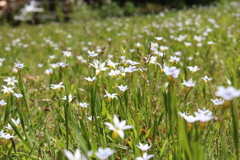 芝の花群