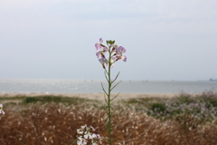 I浜辺で見つけた雑草