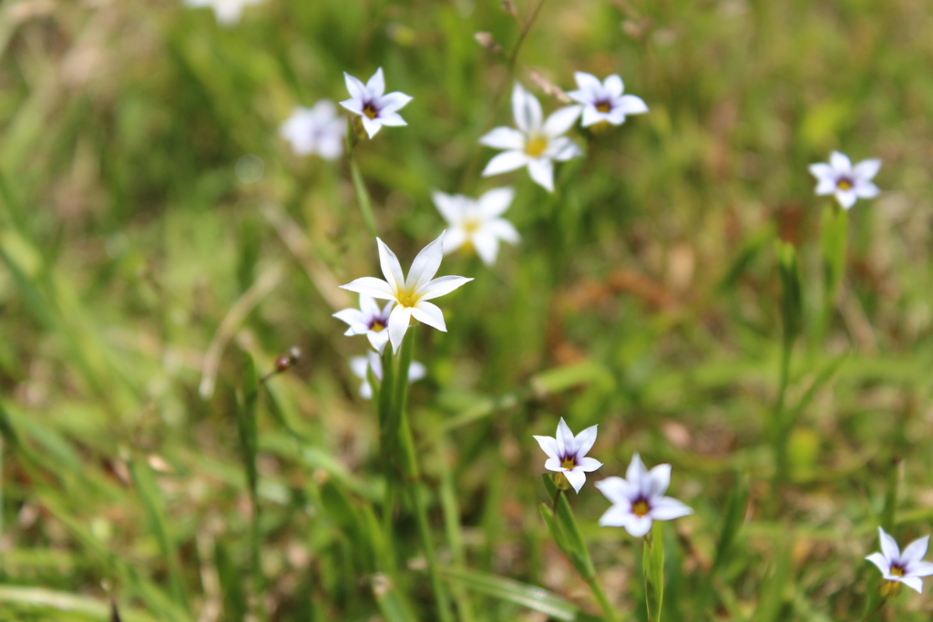 今日一気に咲いた芝の花？