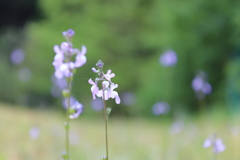野草  1