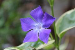 ツル草の花