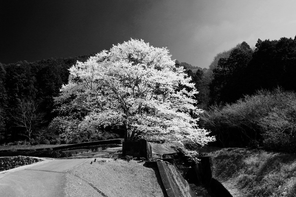 仕事場近くの薄墨桜です 樹齢25年とか