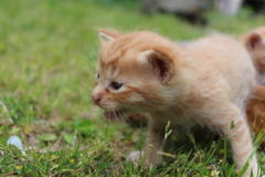 生後一ヶ月だぞー の茶トラ猫