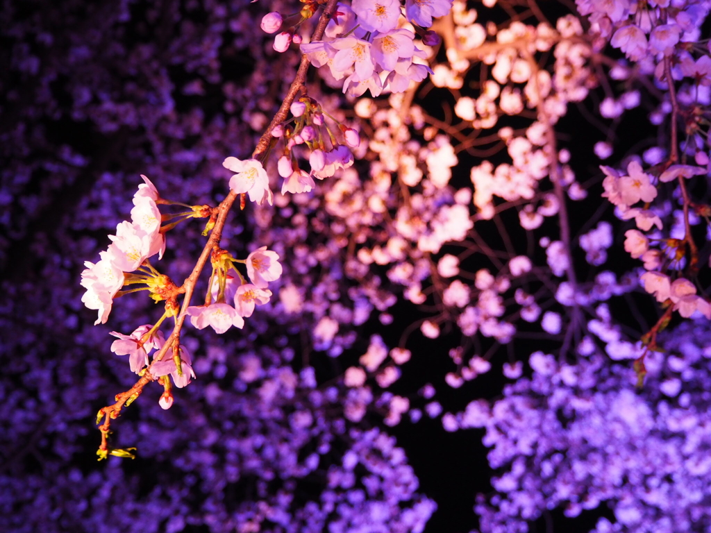 高田城:夜桜