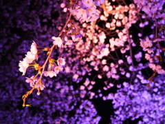 高田城:夜桜