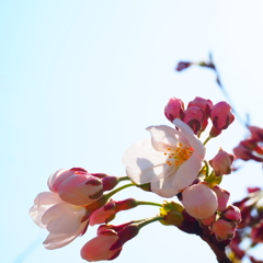 越路河川公園:桜