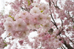 悠久山公園:散り始め