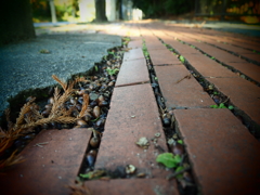 秋の路