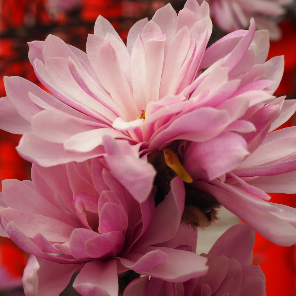 なんて名前の花なんだろう。
