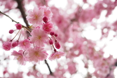 悠久山公園:桜祭り