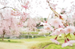 悠久山公園:桜祭り