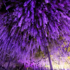 住雲寺ライトアップ