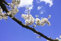 河口湖の桜