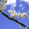 河口湖の桜