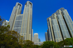 中央公園からの都庁