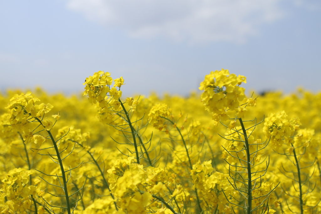 菜の花畑