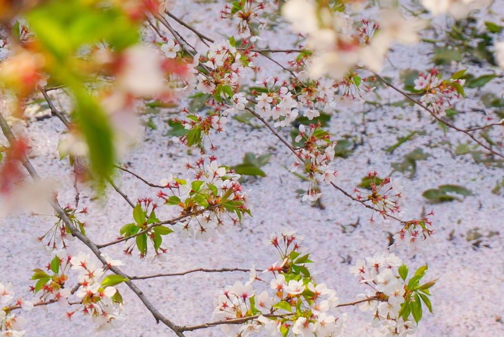 お花見