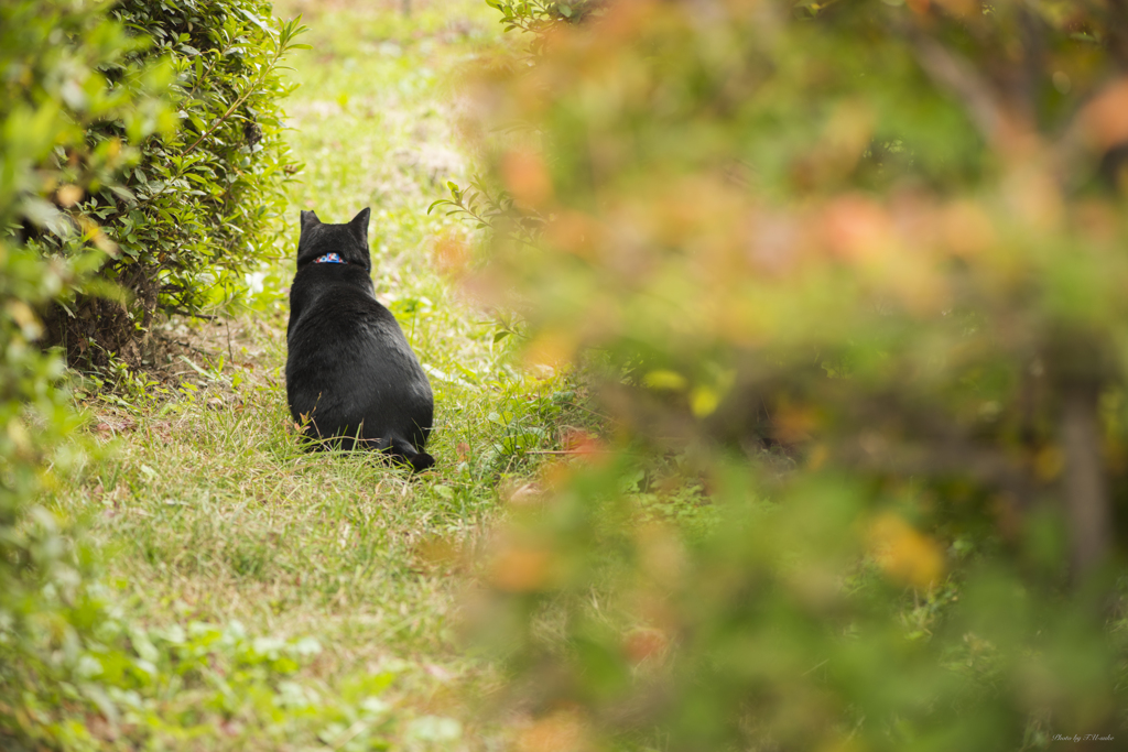 京都　京都府立植物園　猫