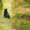 京都　京都府立植物園　猫