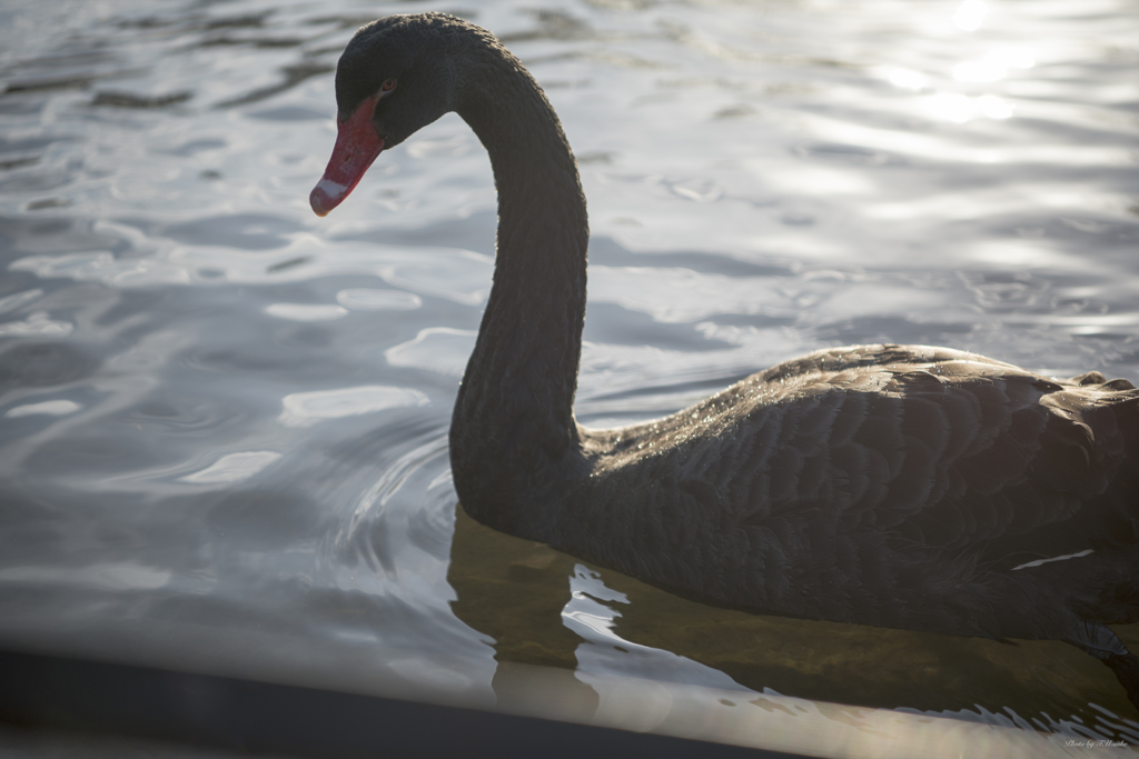 ロンドン　St.James's Park Lake