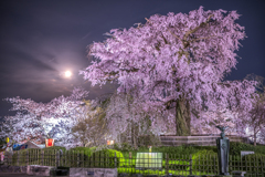 祇園しだれ桜