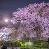 祇園しだれ桜