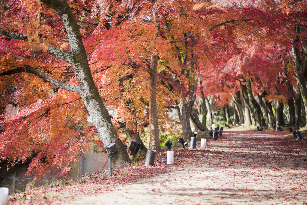 京都　大覚寺