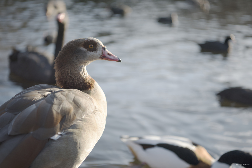 ロンドン　St.James's Park Lake