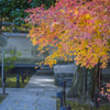 京都　青蓮院