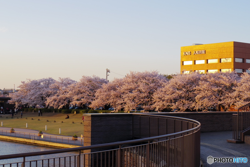 富山環水公園の桜