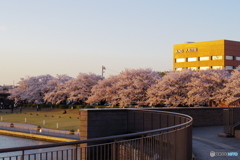 富山環水公園の桜