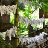たくさんの御神籤　(深大寺)