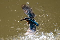 都会のカワセミ