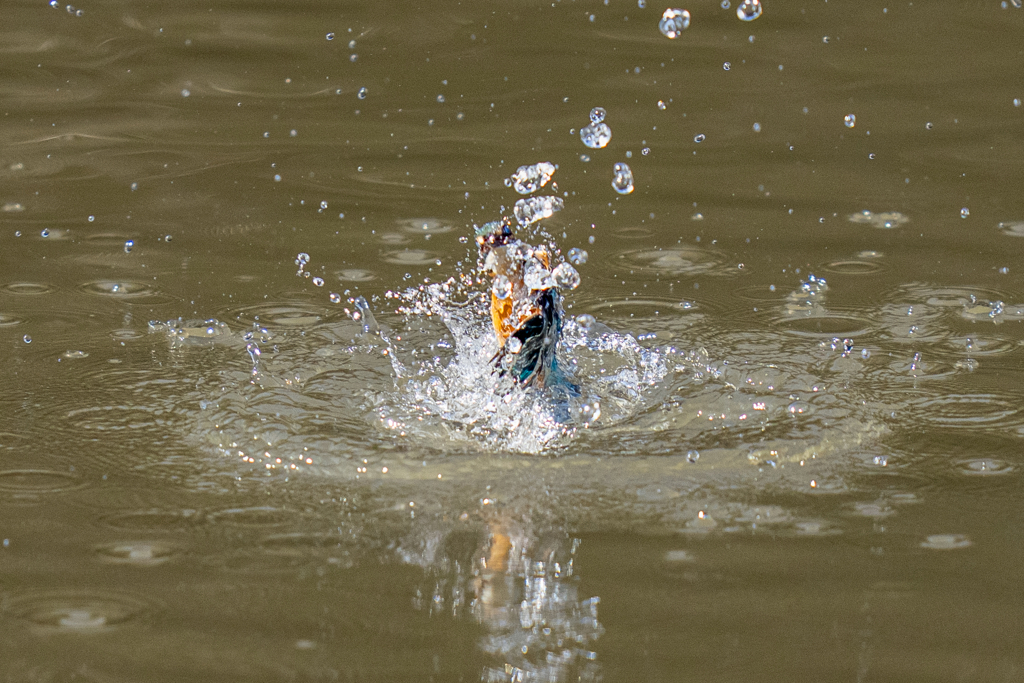 今日のカワセミ
