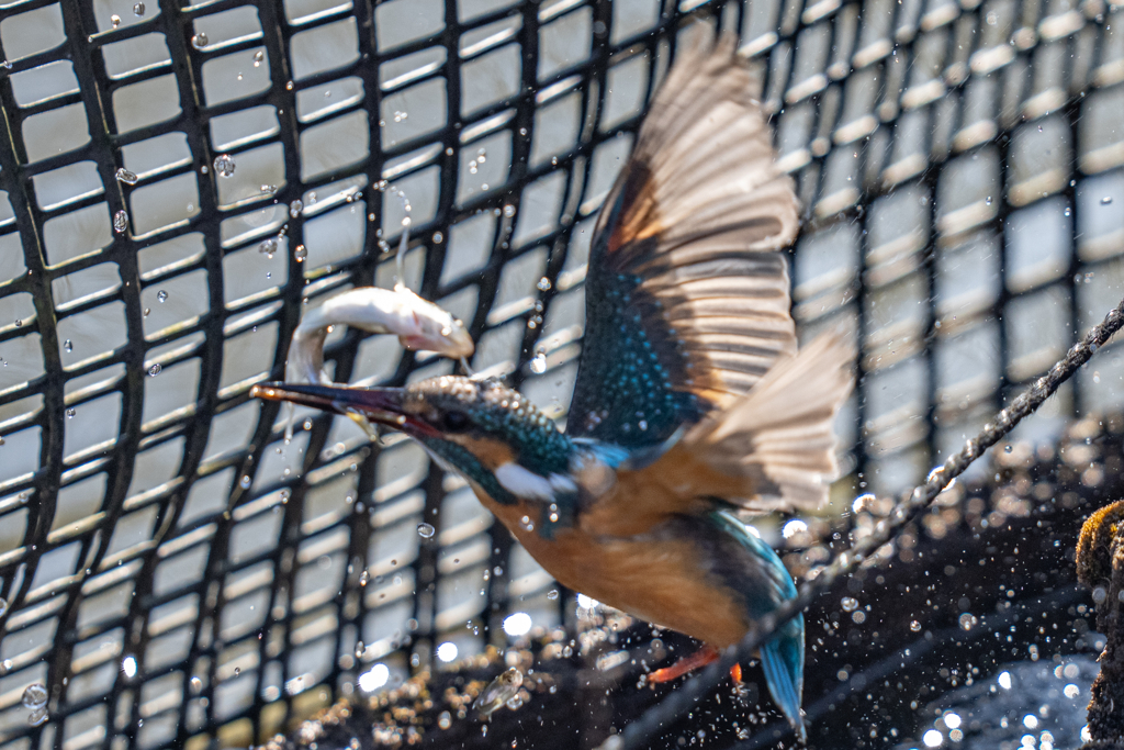 今日のカワセミ