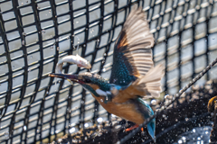 今日のカワセミ