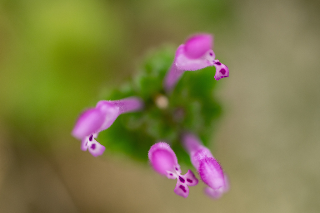 野草の時間