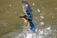 今日のカワセミ