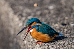 ペリット飛ばし