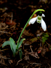 野草園のひととき
