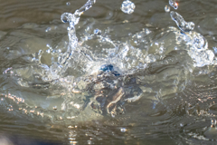 今日のカワセミ　上から