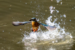 昨日のカワセミ
