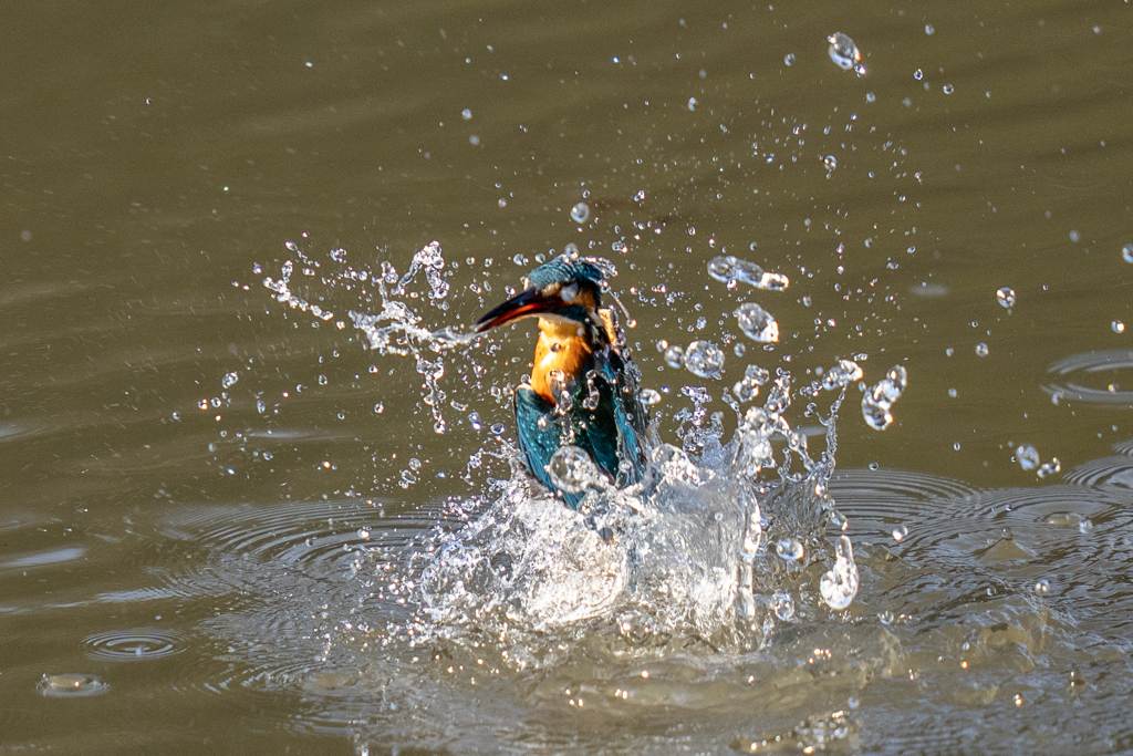 今日のカワセミ